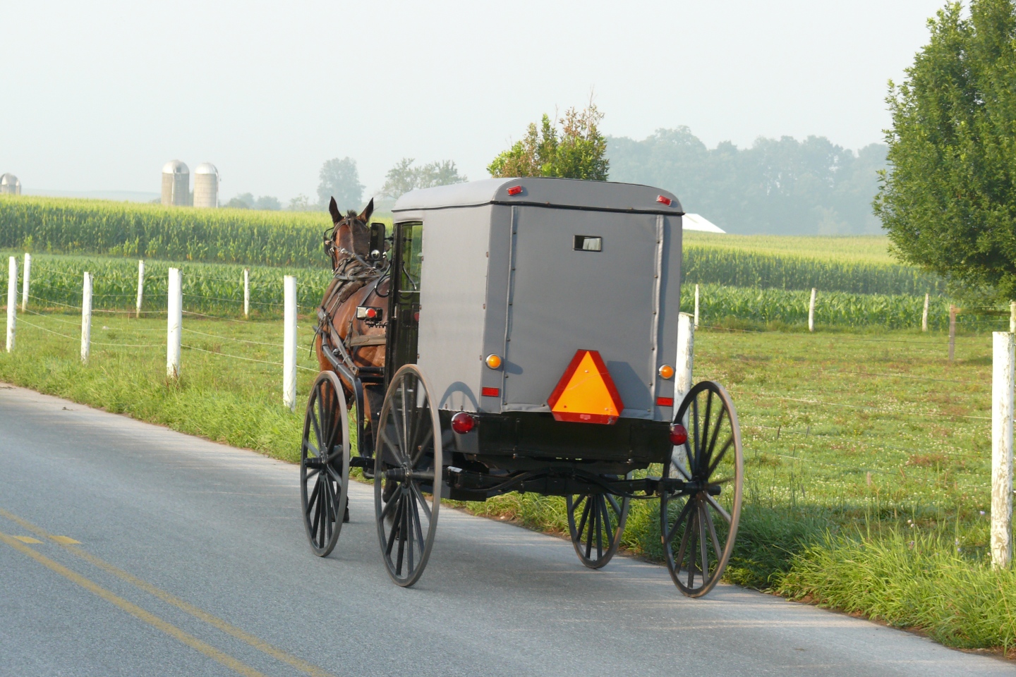 An Amish horse and buggy on a fairly foggy morning is traveling along a rural road past farms